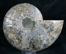 Split Ammonite Fossil (Half) - Agatized #7972-1